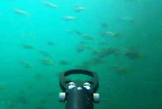 水中ドローンで観察した海中の様子。スズメダイなど、魚が泳ぐ様子をみることができる（ｍｉｚｕｂｉｙｏｒｉ提供）