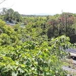 第二神明道路の南側に広がる市有地＝明石市大久保町松陰