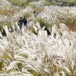 秋の日差しを浴びて銀色に輝くススキ＝兵庫県神河町川上、砥峰高原