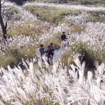 秋の日差しで銀色に輝くススキ＝兵庫県神河町川上、砥峰高原
