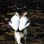 知事賞に輝いた蒲田美智さんの「睨（にら）み」