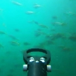 水中ドローンで観察した海中の様子。スズメダイなど、魚が泳ぐ様子をみることができる（ｍｉｚｕｂｉｙｏｒｉ提供）