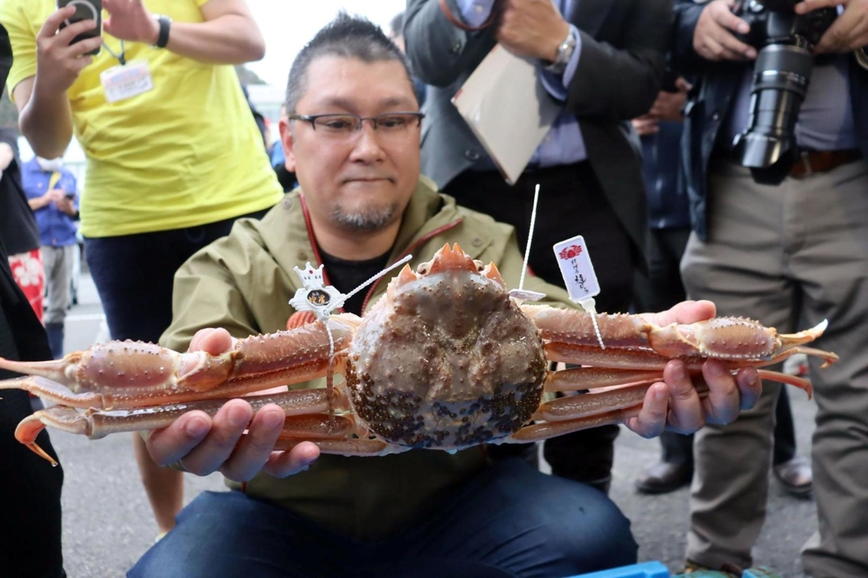訳あり松葉蟹祭り！20枚セット限界価格！セコ特大25入追加 楽天市場】【予約販売】セコガニ（親がに・勢子がに)[生]（特大