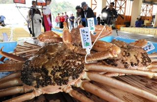 美寿丸が水揚げした松葉ガニ（ズワイガニ雄）＝６日午前、兵庫県新温泉町芦屋、浜坂漁港（撮影・長谷部崇）