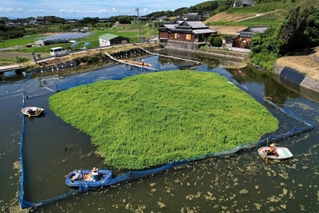 洲本市の本田池の水面で生い茂り、浮島を形成したナガエツルノゲイトウ＝２０２２年８月、同市五色町都志米山（ドローンで撮影）