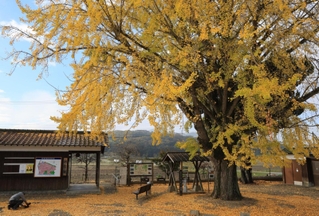 青空に映える大イチョウ＝加西市網引町、北条鉄道網引駅（撮影・笠原次郎）