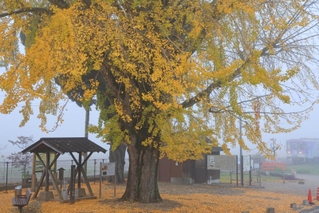 朝もやの中にたたずむ大イチョウ＝加西市網引町