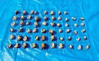 香住海上保安署が押収したサザエ（香住海保提供）
