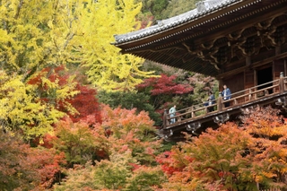 色づいた紅葉に包まれた円教寺の摩尼殿＝２０日午前、姫路市書写