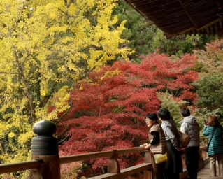 鮮やかな紅葉に包まれた円教寺の摩尼殿＝姫路市書写