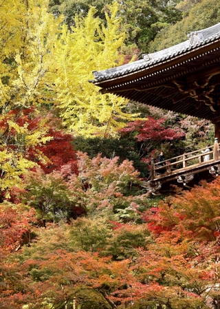 鮮やかな紅葉に包まれた円教寺の摩尼殿＝姫路市書写
