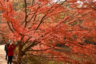 来園者を楽しませる木々の紅葉＝神戸市北区山田町、神戸市立森林植物園
