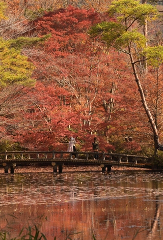 紅葉が見頃となった長谷池周辺＝神戸市北区山田町、神戸市立森林植物園
