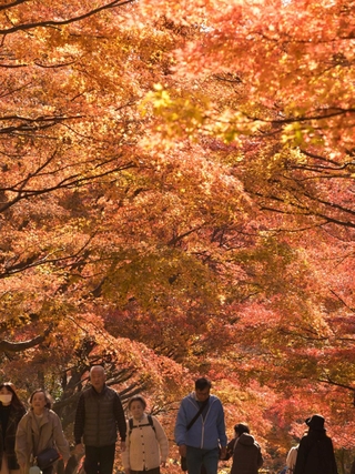 陽光を浴びて輝くモミジ＝神戸市北区山田町、市立森林植物園