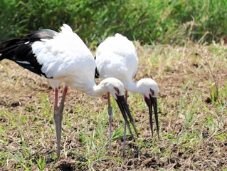 兵庫県稲美町で今春、ひなを育て上げたイーナ（左）とミーナ＝同町役場提供