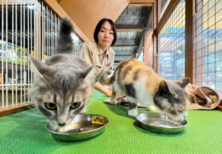 展示されている保護猫を見守る飼育スタッフの桧山皐月さん＝神戸市中央区港島南町７