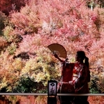 ドウダンツツジの紅葉が床に反射し、人影が浮かぶ＝豊岡市但東町相田