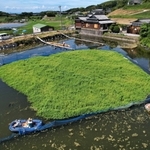洲本市の本田池の水面で生い茂り、浮島を形成したナガエツルノゲイトウ＝２０２２年８月、同市五色町都志米山（ドローンで撮影）