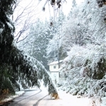 降雪で倒れた道路沿いの樹木＝１３日午前７時３分、養父市大久保（撮影・吉田みなみ）