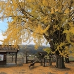 青空に映える大イチョウ＝加西市網引町、北条鉄道網引駅（撮影・笠原次郎）