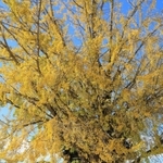 青空に映える大イチョウ＝加西市網引町、北条鉄道網引駅（撮影・笠原次郎）