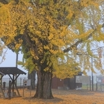 朝もやの中にたたずむ大イチョウ＝加西市網引町