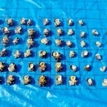 香住海上保安署が押収したサザエ（香住海保提供）