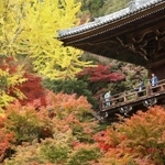 色づいた紅葉に包まれた円教寺の摩尼殿＝２０日午前、姫路市書写