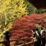 鮮やかな紅葉に包まれた円教寺の摩尼殿＝姫路市書写
