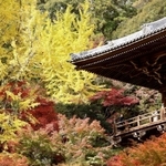 鮮やかな紅葉に包まれた円教寺の摩尼殿＝姫路市書写
