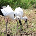 兵庫県稲美町で今春、ひなを育て上げたイーナ（左）とミーナ＝同町役場提供