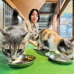 展示されている保護猫を見守る飼育スタッフの桧山皐月さん＝神戸市中央区港島南町７
