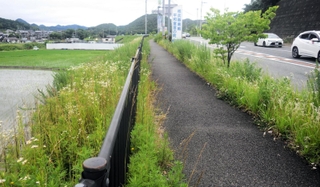 植樹帯を撤去する前の歩道。街路樹や雑草が生い茂っている＝２０２２年６月、猪名川町紫合、兵庫県道川西篠山線（兵庫県提供）