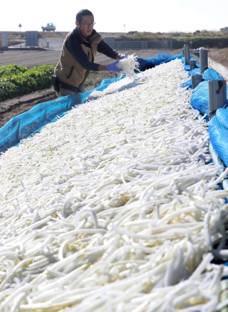 寒風にさらされ、陽光で白く輝くダイコン＝たつの市御津町苅屋