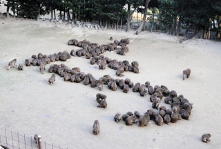 新年の干支「たつ」を描くサル＝２８日午後、兵庫県洲本市畑田組、淡路島モンキーセンター