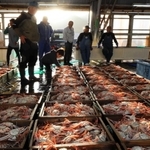 ズワイガニの初競りで並んだセコガニ（雌）のトロ箱＝１１月７日、兵庫県香美町香住区沖浦、柴山港（撮影・長谷部崇）
