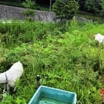 実証実験で飼育され、草を食べるヤギ＝加東市森（加東市提供）