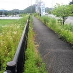 植樹帯を撤去する前の歩道。街路樹や雑草が生い茂っている＝２０２２年６月、猪名川町紫合、兵庫県道川西篠山線（兵庫県提供）