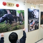 協会賞に輝いた「森の主　家の主」（左）をはじめ、今年１年を振り返る作品が並ぶ会場＝１３日午後、神戸市中央区三宮町１、さんちかホール（撮影・長嶺麻子）