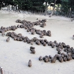 新年の干支「たつ」を描くサル＝２８日午後、兵庫県洲本市畑田組、淡路島モンキーセンター