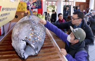 奉納された巨大マグロにさい銭を張り付ける参拝者＝８日、西宮市社家町、西宮神社