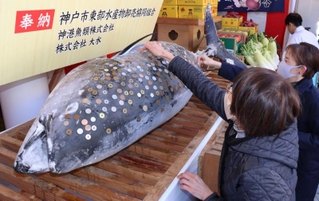 西宮神社に奉納された巨大マグロにさい銭を張り付ける参拝者＝８日、西宮市社家町