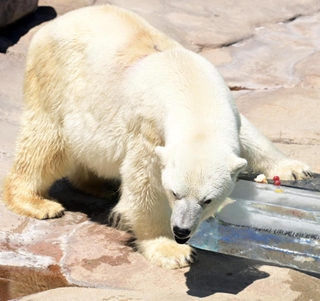 氷柱に触れるホッキョクグマのミユキ＝２０２３年７月１６日、神戸市灘区王子町３