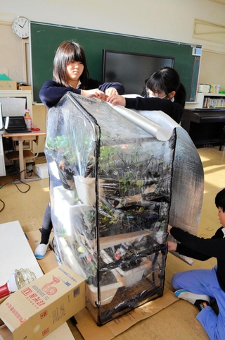 イチゴ栽培で教室にビニールハウスを置いた班の児童ら。花の成長を促そうと投光器で温めた＝いずれも加西市和泉町、日吉小学校