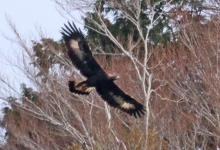 悠々と滑空するニホンイヌワシの幼鳥。羽の白い模様が特徴的＝２０２３年１２月１３日、但馬地方の扇ノ山周辺（三谷康則さん提供）