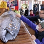 奉納された巨大マグロにさい銭を張り付ける参拝者＝８日、西宮市社家町、西宮神社