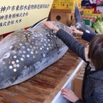 西宮神社に奉納された巨大マグロにさい銭を張り付ける参拝者＝８日、西宮市社家町