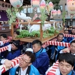 まぐろ奉納御輿をかつぐ人たち＝９日午前、神戸市兵庫区西柳原町（撮影・笠原次郎）