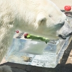 氷柱に顔を近づけるホッキョクグマのミユキ。動物園の人気者だった＝２０２３年７月１６日、神戸市灘区王子町３