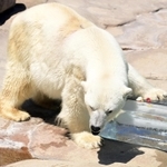 氷柱に触れるホッキョクグマのミユキ＝２０２３年７月１６日、神戸市灘区王子町３